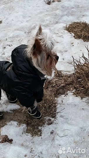 Йоркширский терьер вязка
