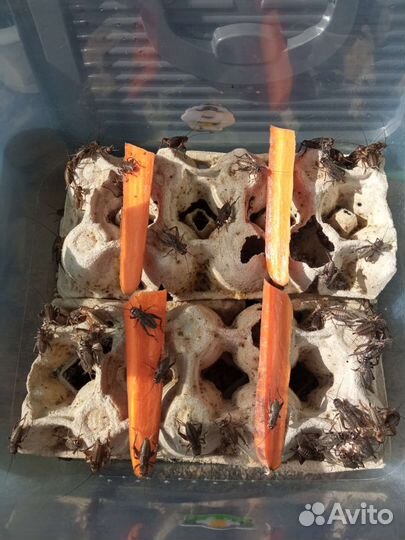 Сверчки живые, замороженные