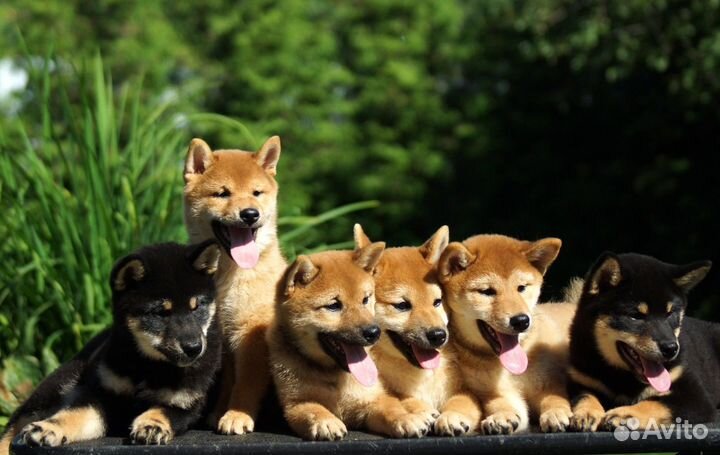 Сиба ину щенки