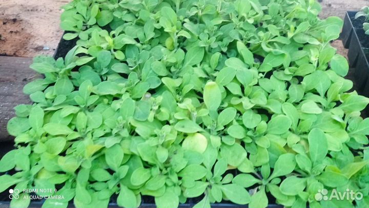Петуния кустовая