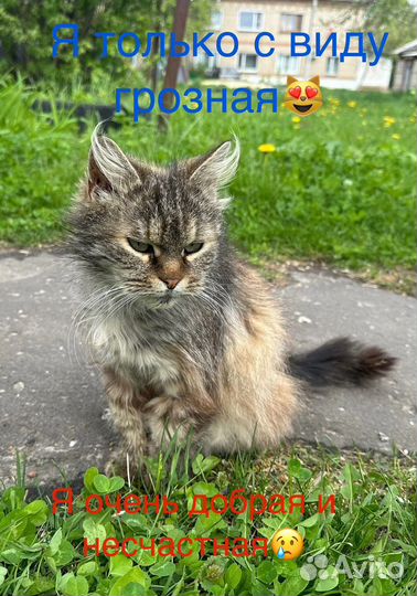 Кошка в беде