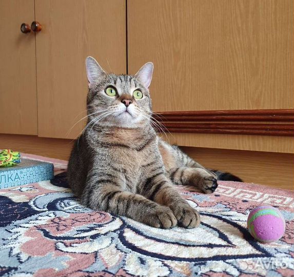 Активная ласковая кошка ищет дом