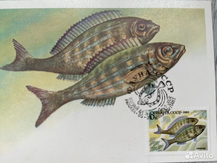 Картмаксимум