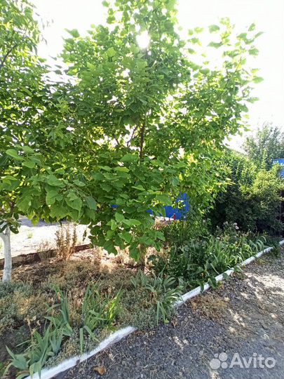 Катальпа большая