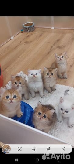 Малыши из питомника