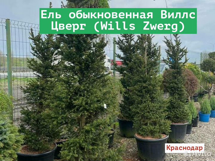 Ель обыкновенная Виллс Цверг (Wills Zwerg)