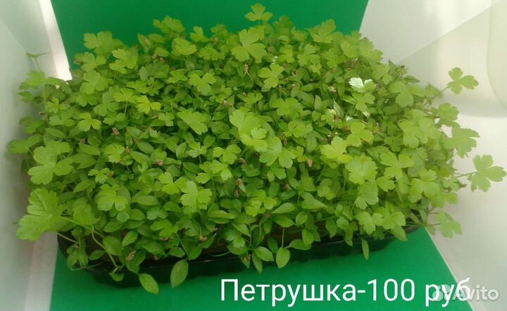 Микрозелень