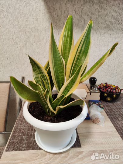 Сансевиерия