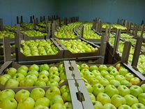 Продам яблоки урожай 24 звоните
