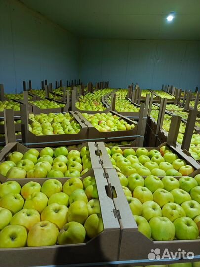 Продам яблоки Синап Орловский звоните