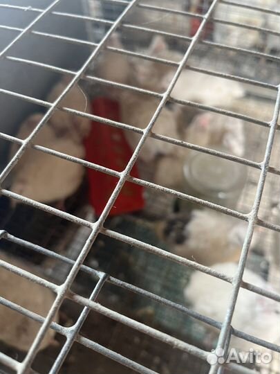 Перепела продажа