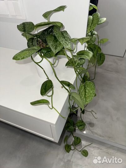 Сциндапсус