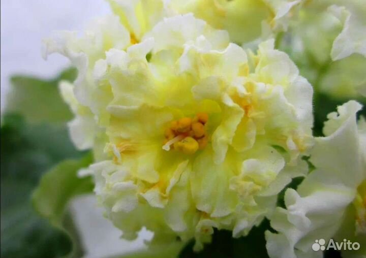 Детки сортовых фиалок