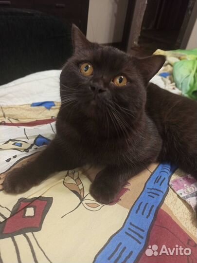 Скотиш страйт шоколадный Вязка ищем невесту