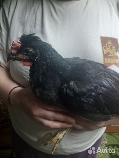 Молодые петухи