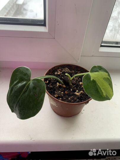 Филодендрон бразил