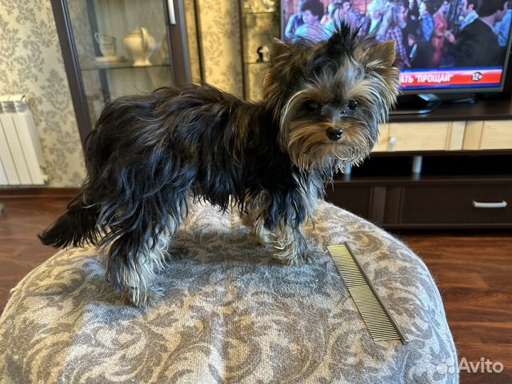 Грумер Стрижка собак, кошек, гигиена