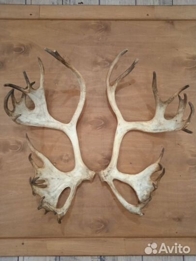 Рога оленя