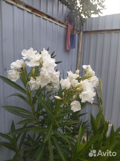 Олеандр махровый