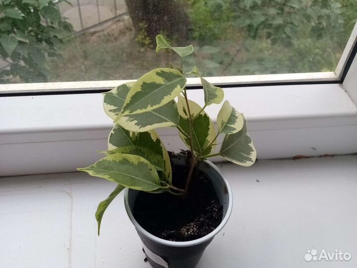 Фикус Бенжамина