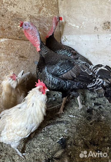 Индюки самец и самки