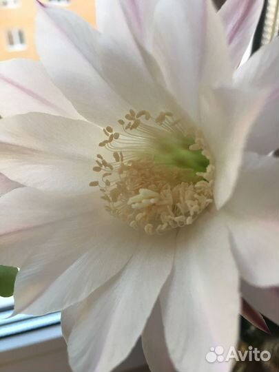 Кактуса ростки