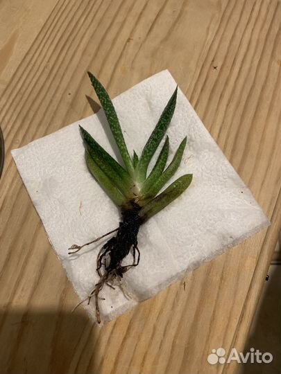 Гастерия (суккулент)