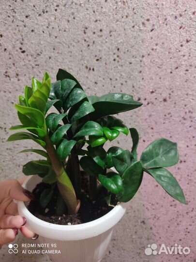 Замиакулькас Зензи и Мурайя min-a-min dwarf