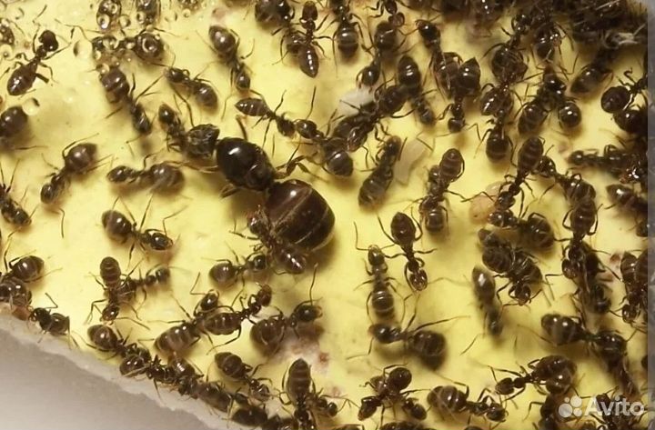 Муравьи:Formica rufa, Formica polyctena и другие