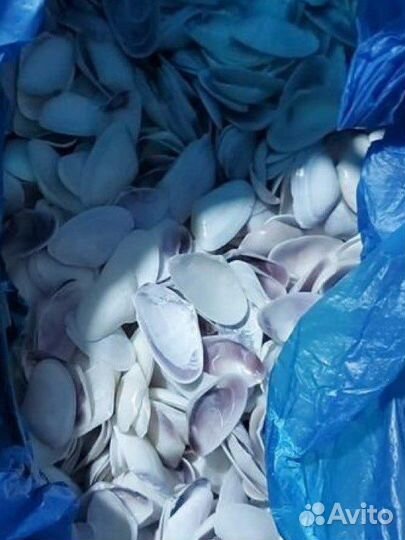 Морские ракушки раковины