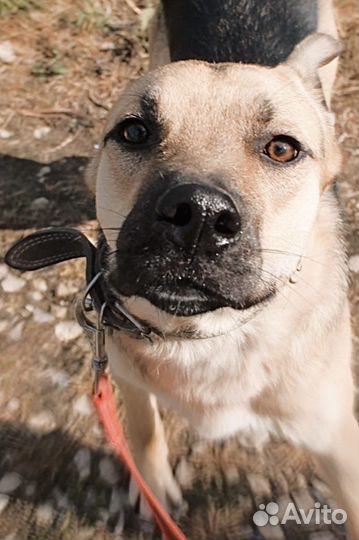 Собака мальчик Джерри 1,5 года