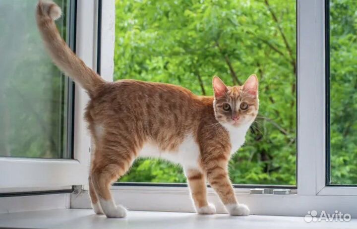 Ремонт пластиковых окон. Откосы. Сетки