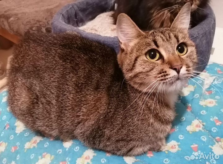 Очень ласковая кошка