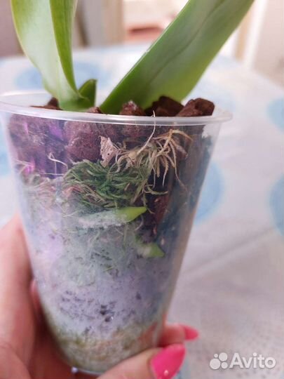 Орхидея фаленопсис Лиодоро