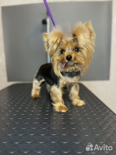 Стрижка собак Энгельс