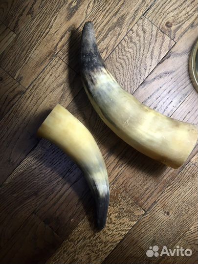 Рог. Рога для интерьера, для коллекции