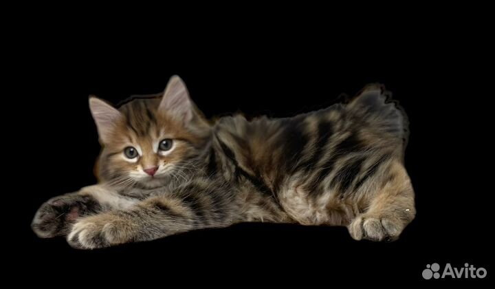 Курильский бобтейл VIP