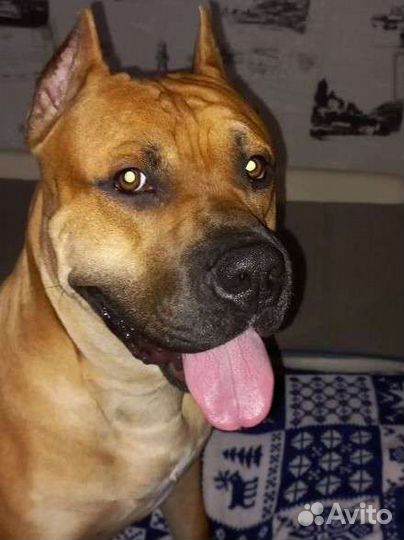 Стаффордширский терьер. Вязка