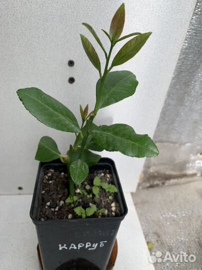 Лимон Каррубаро