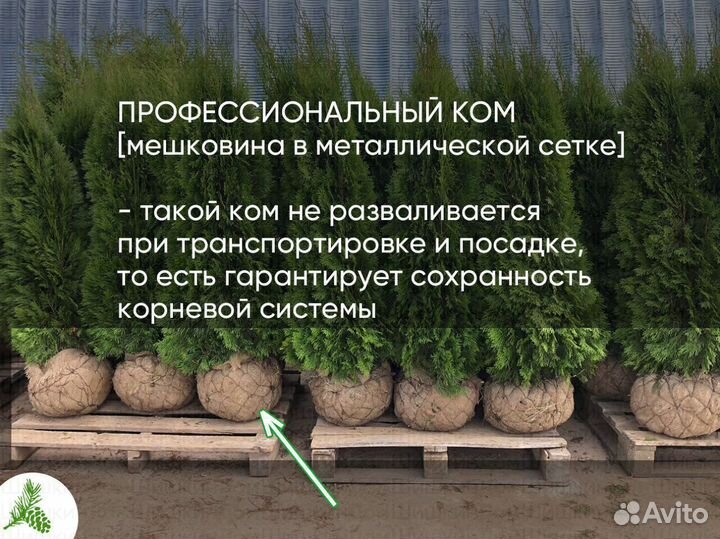 Туя Смарагд