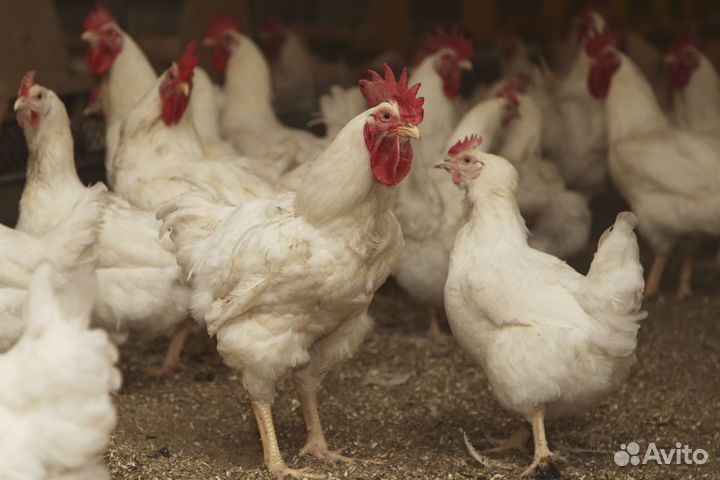 Несушки 9 мес