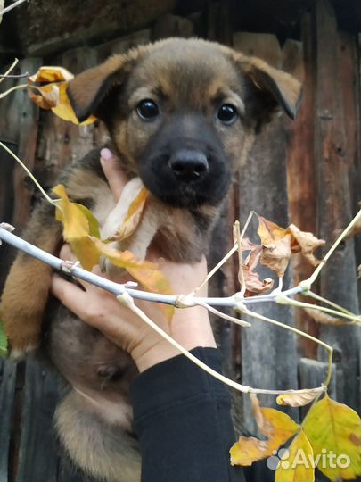 Ласковый щенок ищет Дом