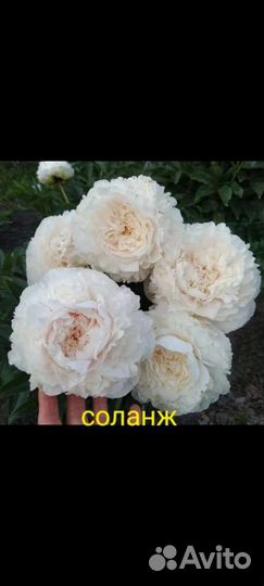 Постелеганс