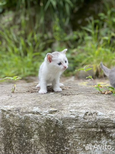 Котята от кошки крысоловки