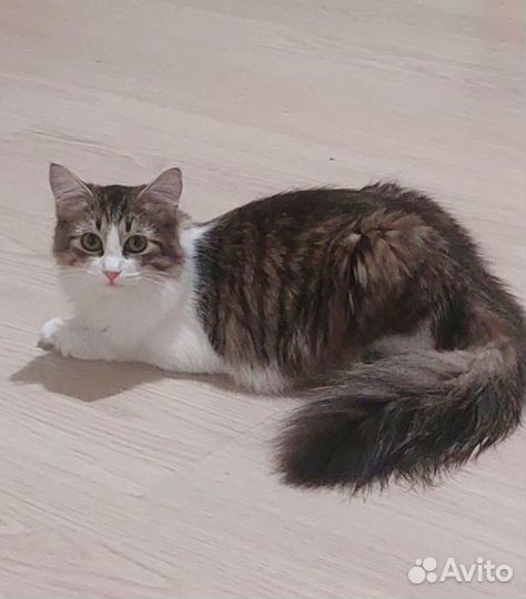 Кошка 1 год Саффи ищет дом