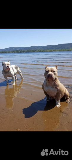 Американский булли покет щенки