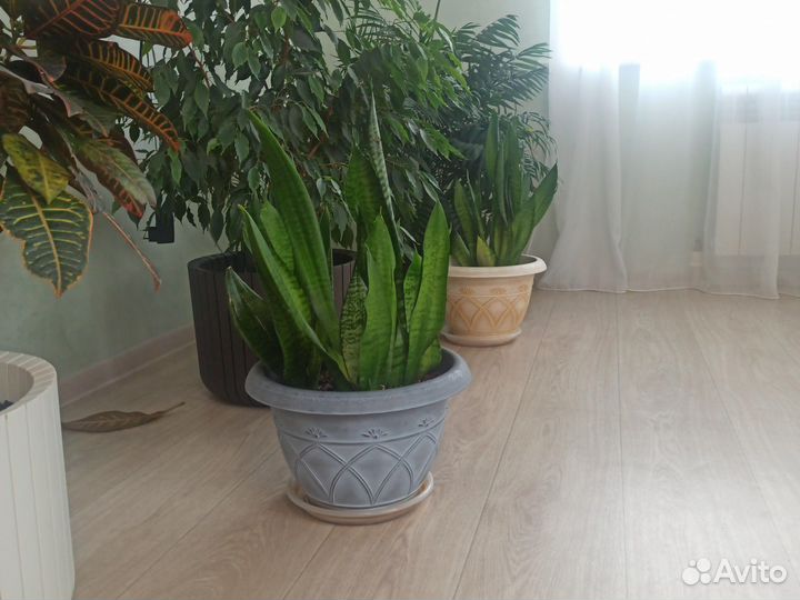 Сансевьера