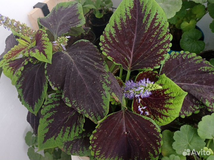 Колеусы сортовые