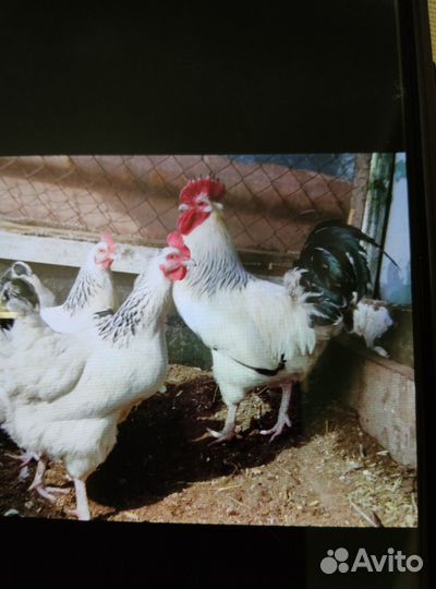 Куры молодки