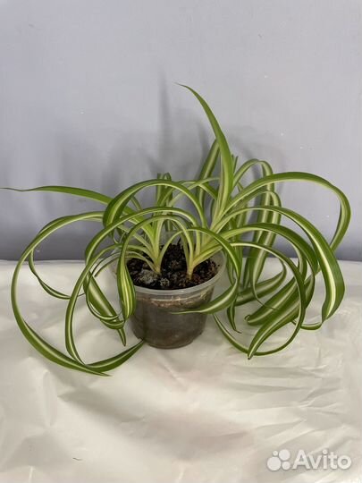 Хлорофитум